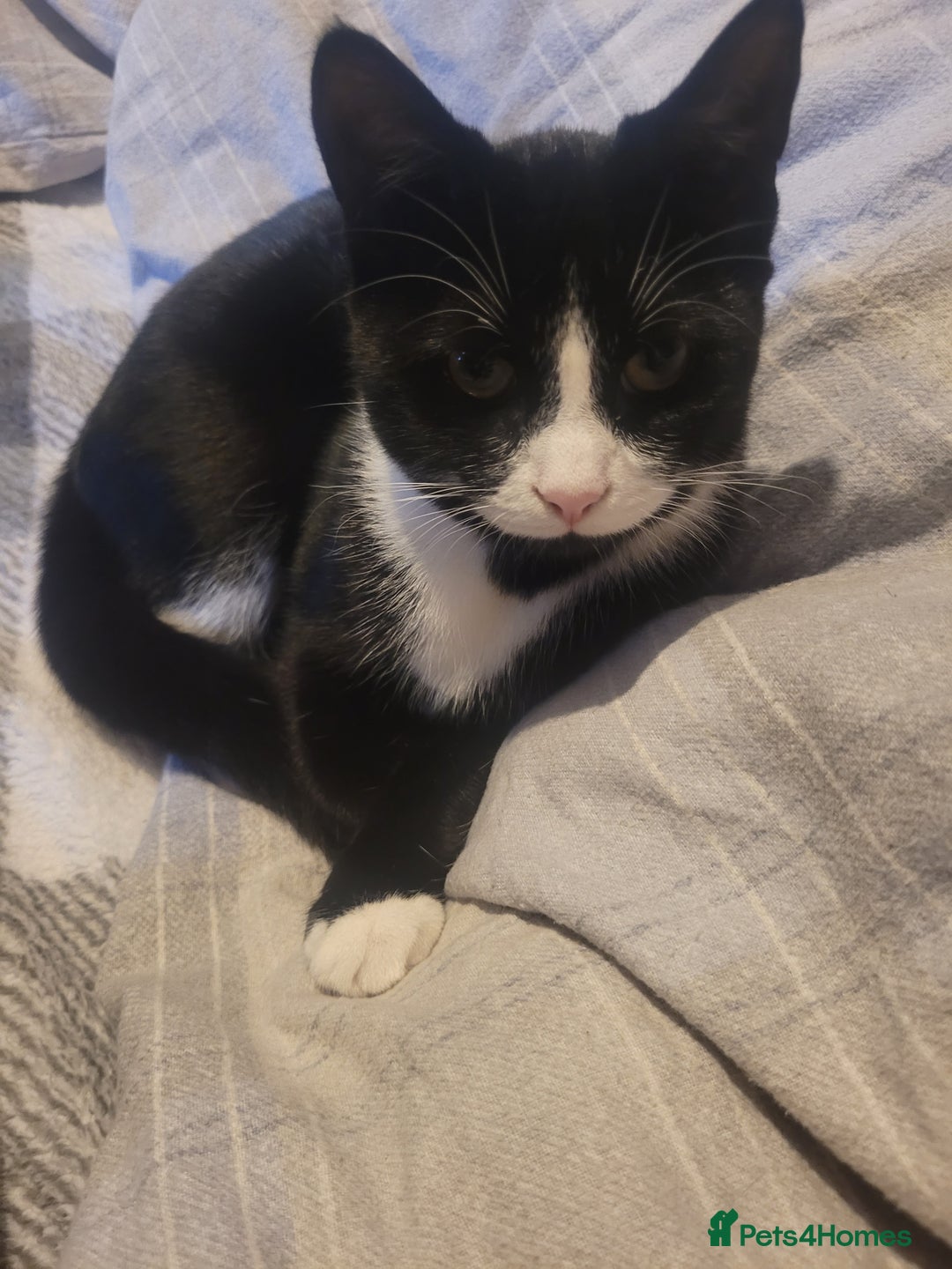 British Longhair cats for sale: 6 month old female  - Image 3
