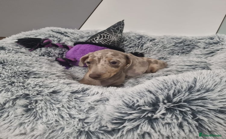 Dachshund dogs 🩷lovely Dachshund Puppy’s Ready For New homes🩷 - Advert 11