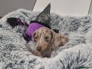 Dachshund dogs 🩷lovely Dachshund Puppy’s Ready For New homes🩷 - Advert 9