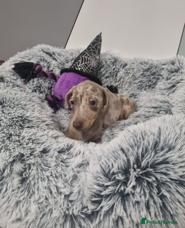 Dachshund dogs 🩷lovely Dachshund Puppy’s Ready For New homes🩷 - Advert 15