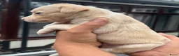 Lurcher dogs for sale: Top quality Lurcher puppies - Advert 4