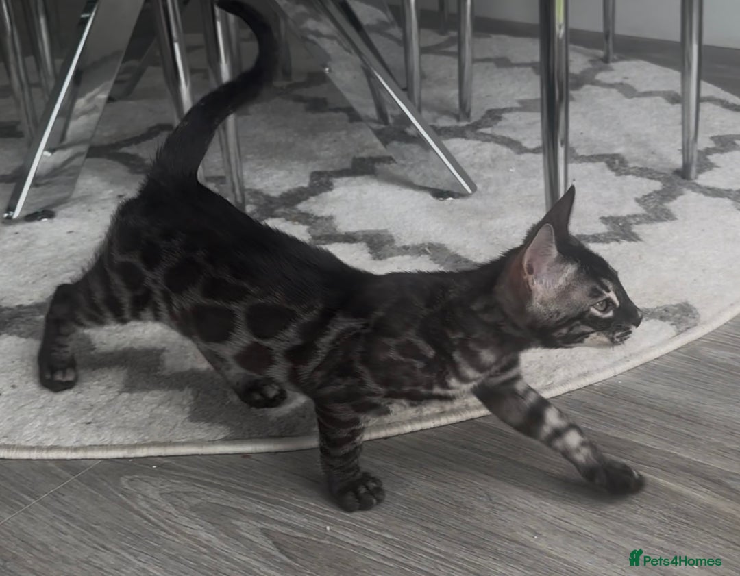 Bengal cats for sale: Breed quality silver bengal kittens 🐆💎🤍🩶🖤 - Image 36