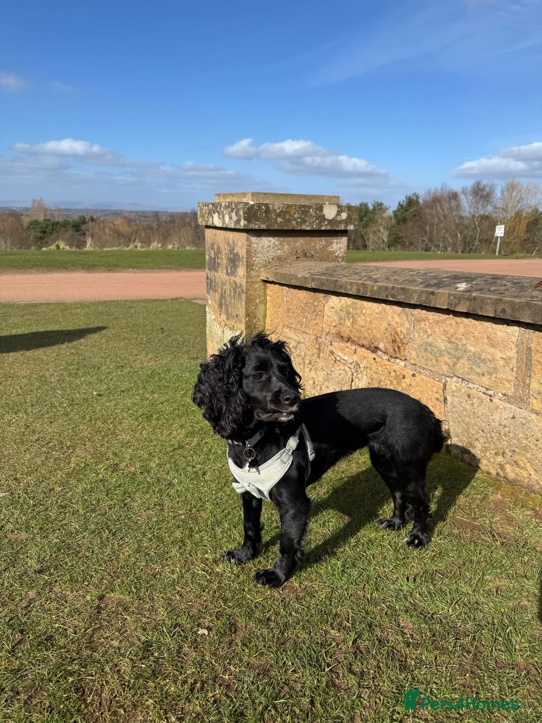 Cockapoo dogs for sale: F1 cockapoos  - Advert 1