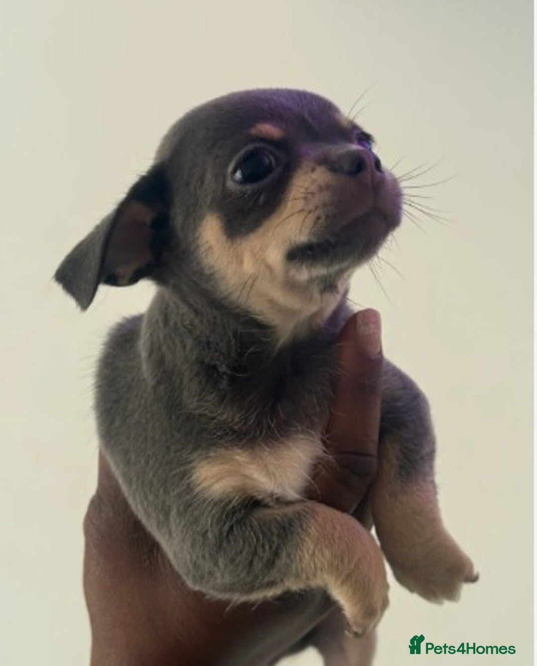 Chihuahua dogs for sale:  Stunning Blue & Lilac Tri Chihuahua Puppies  - Advert 1