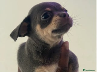 Chihuahua dogs Stunning Blue & Lilac Tri Chihuahua Puppies - Advert 1