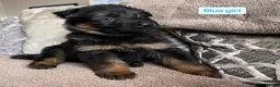 German Shepherd dogs for sale: KC REGISTERED, LONG HAIRED GERMAN SHEPHERD PUPPIES - Advert 11