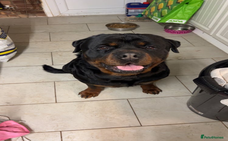 Rottweiler dogs in Bury Saint Edmunds - Advert 1