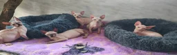 Sphynx cats for sale: Tica Registered Canadian Sphynx Kittens,READY NOW. - Advert 1