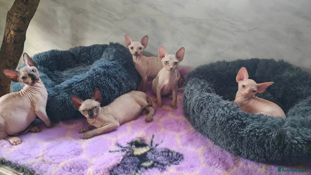 Sphynx cats for sale: Tica Registered Canadian Sphynx Kittens,READY NOW. - Advert 1
