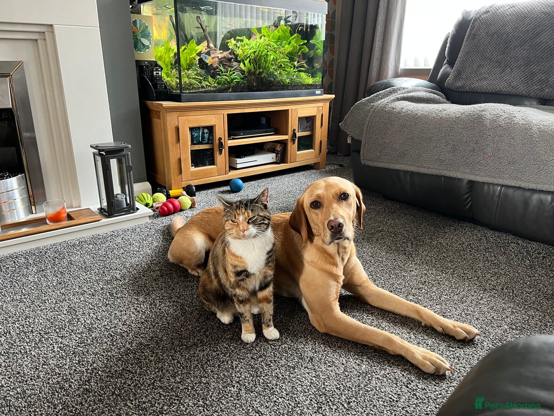 Mixed Breed cats for sale: 9 year old female cat needing new loving home  - Advert 3