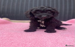 Cockapoo dogs for sale: 🐶❤️💙fully vaccinated cockapoos ready now 🐶❤️💙 - Image 2