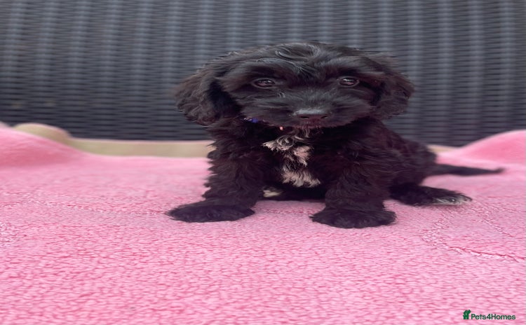 Cockapoo dogs - Advert 11