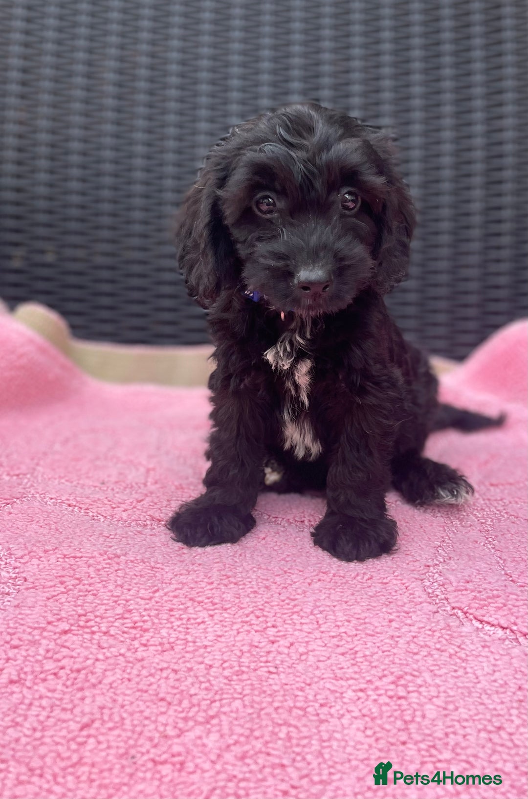 Cockapoo dogs for sale: 🐶❤️💙fully vaccinated cockapoos ready now 🐶❤️💙 - Image 2