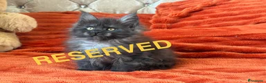 Maine Coon 4
