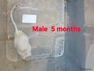 Gerbil rodents Gerbils - Advert 16