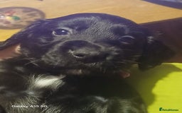 Cocker Spaniel dogs for sale:  Cocker spaniel puppies  - Image 10