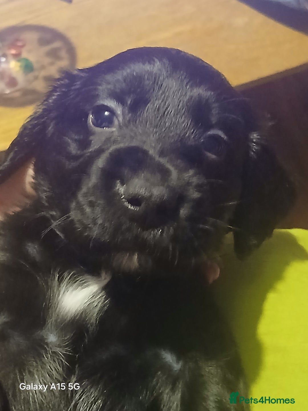 Cocker Spaniel dogs for sale:  Cocker spaniel puppies  - Image 10
