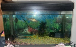 Goldfish fish for sale: 1 x plecos 1x goldfish  - Advert 2