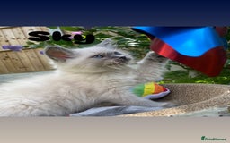 Ragdoll cats for sale: 2 BOYS LEFT . Ready to leave TODAY - Image 22