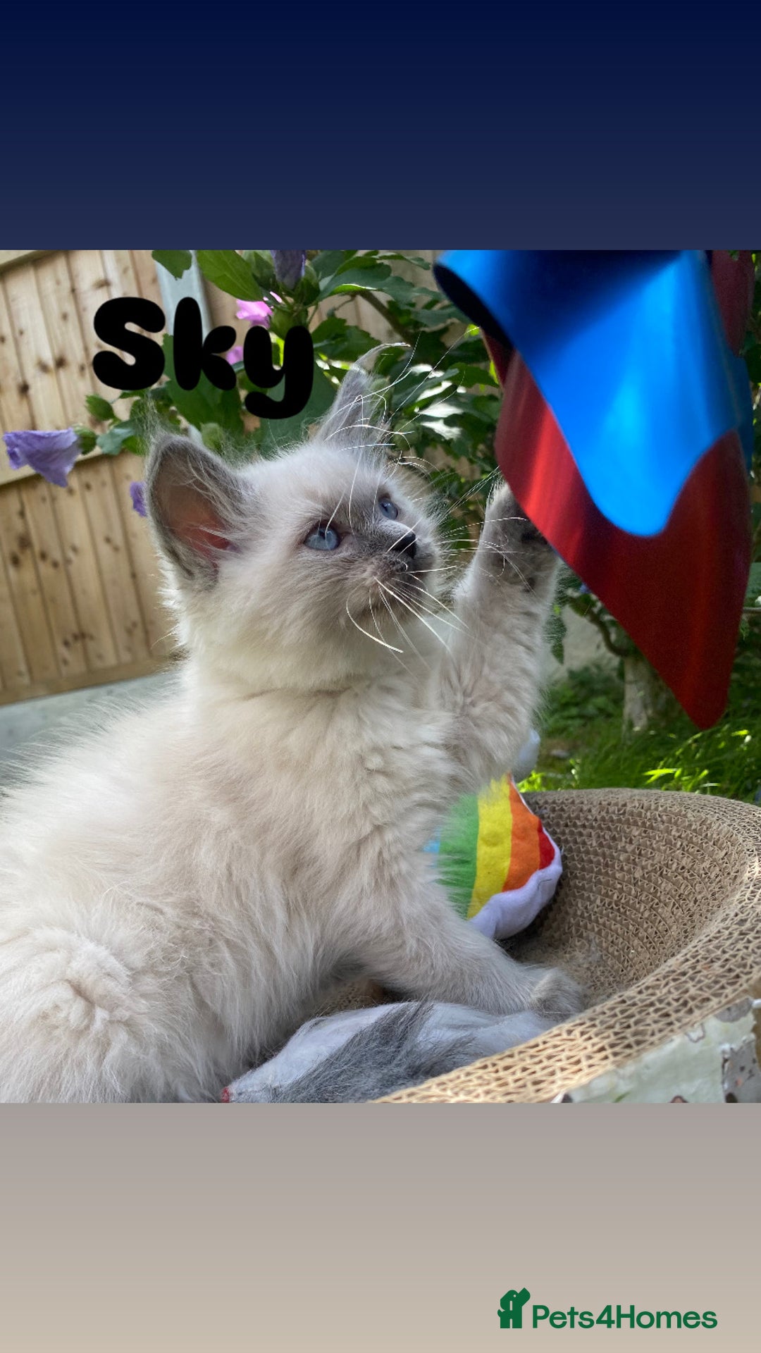 Ragdoll cats for sale: 2 BOYS LEFT . Ready to leave TODAY - Image 22