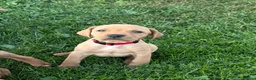 Mixed Breed dogs for sale: F1 Labrador x Vizsla Puppies - Advert 4