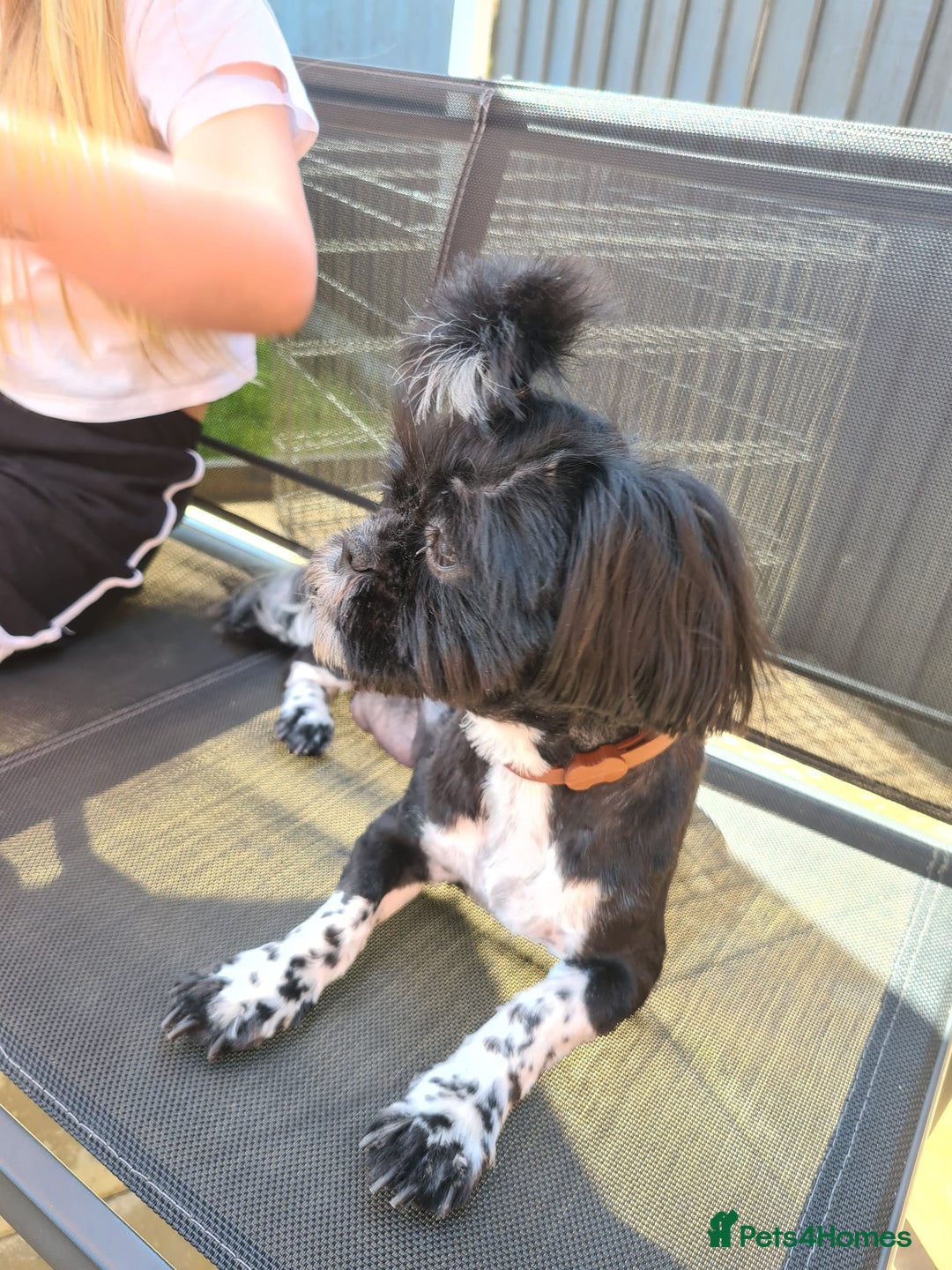 Shih Tzu dogs for sale: Shih tzu puppies  - Advert 2