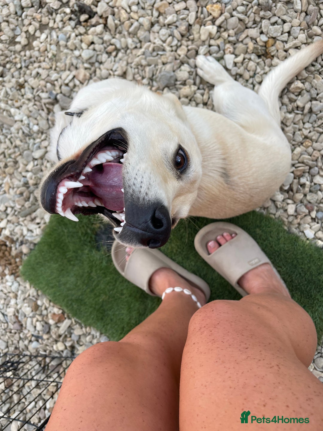 Labrador Retriever dogs for sale: Labrador for sale  - Advert 3