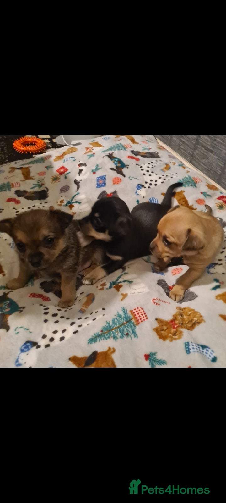 Pomchi dogs Chihuahua x pomchi - Advert 5