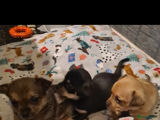 Pomchi dogs Chihuahua x pomchi - Advert 7