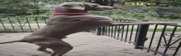 Weimaraner dogs for sale: Stunning pedigree puppies, London, ready 18 Sep - Advert 10