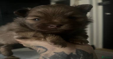 Pomeranian dogs - Advert 9