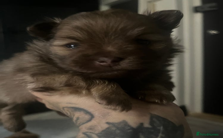 Pomeranian dogs - Advert 3