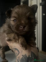 Pomeranian dogs - Advert 9