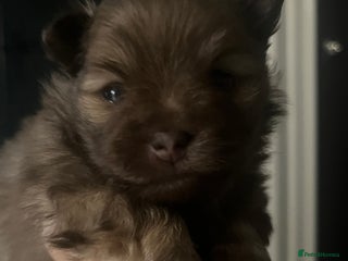 Pomeranian dogs - Advert 1