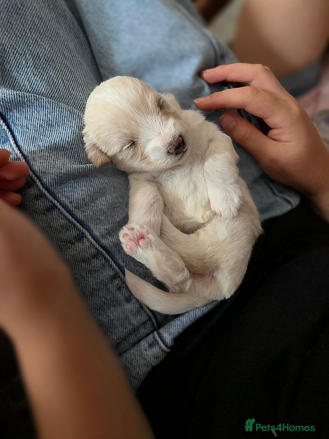 Yorkiepoo dogs for sale: 6 beautiful Yorkiepoo puppies , 5 girls and 1 boy  - Image 13