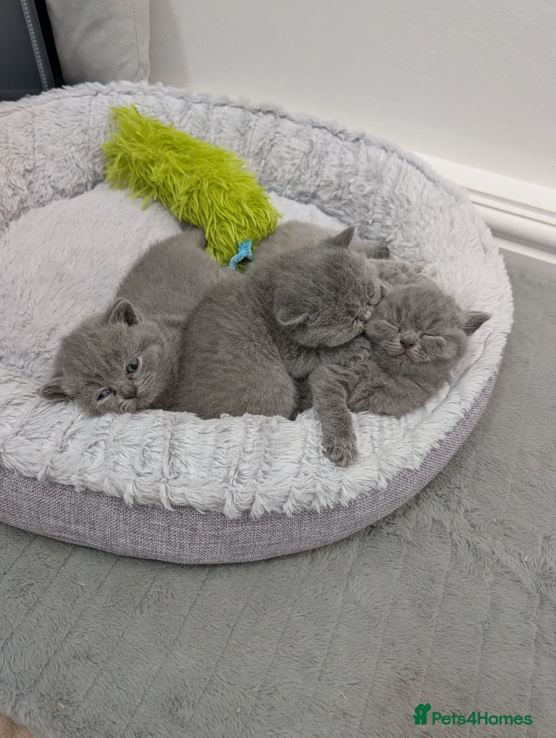 British Shorthair cats for sale: Beautiful Blue British Shorthaired Kittens 😺🐾 in Burton-on-Trent - Advert 2