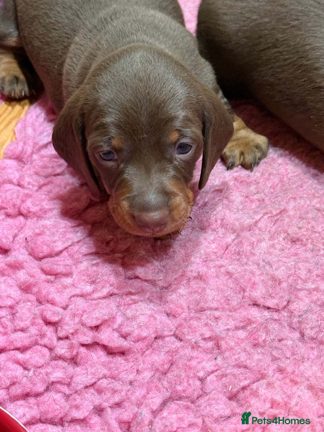 Miniature Dachshund dogs for sale: Miniature Short Coat Dachshund Puppies  - Advert 5