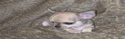 Chihuahua dogs for sale: 🌟 KC Registered 🌟 Smooth Sable Chiuahua 🐕 - Advert 19