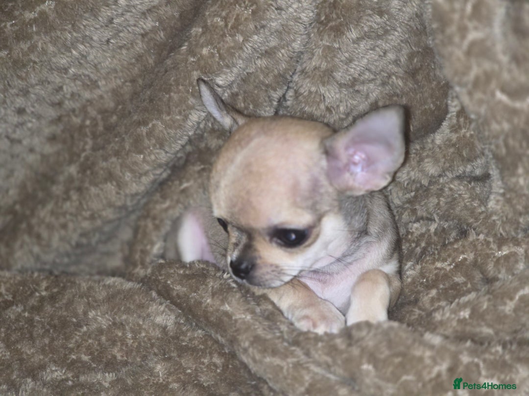 Chihuahua dogs for sale: 🌟 KC Registered 🌟 Smooth Sable Chiuahua 🐕 - Advert 19