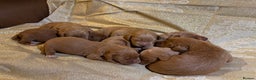 Labradoodle dogs for sale: Beautiful Red Labradoodles for sale  - Advert 7