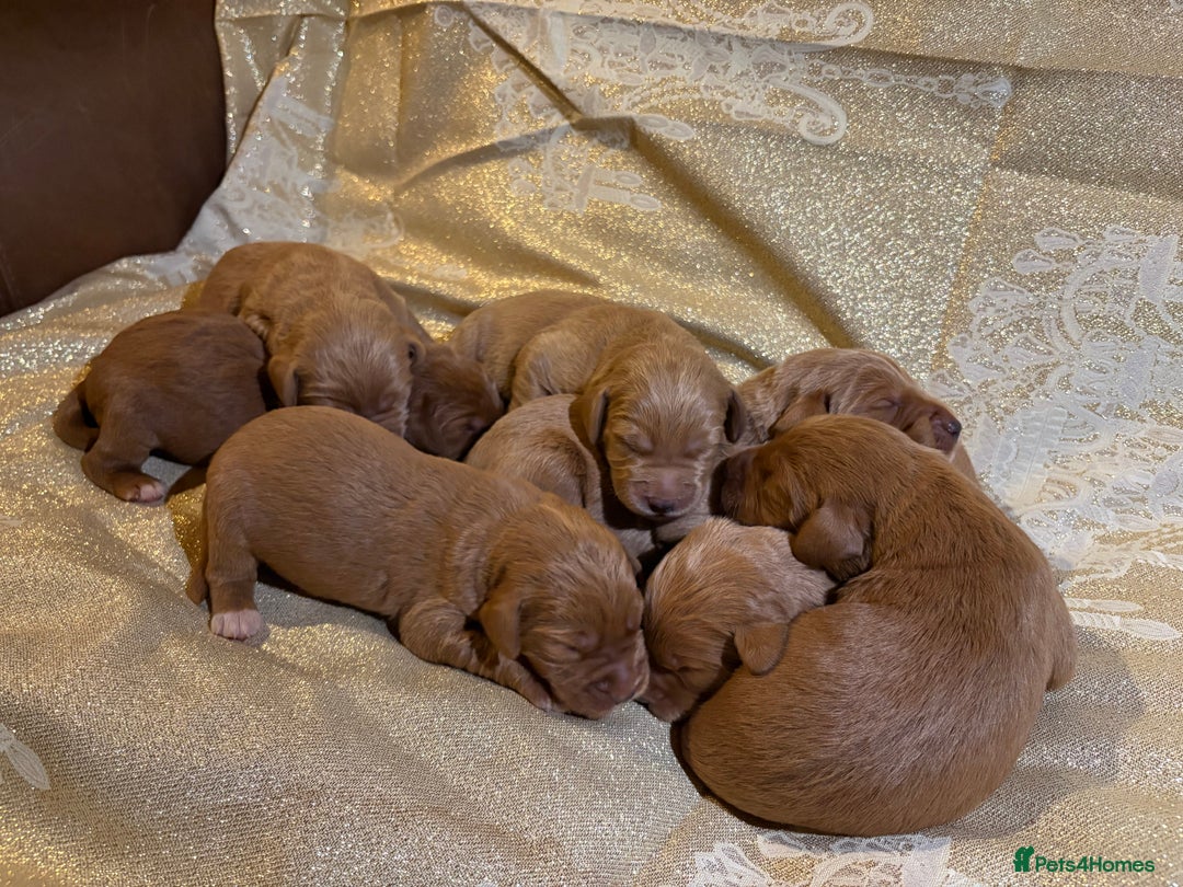 Labradoodle dogs for sale: Beautiful Red Labradoodles for sale  - Advert 7