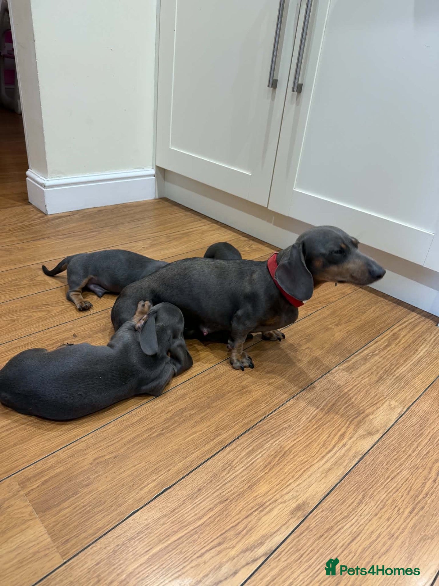 Miniature Dachshund dogs Beautiful blue and tan miniature Dachshund puppies - Advert 1