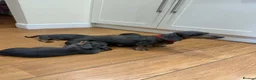 Miniature Dachshund dogs for sale: Beautiful blue and tan miniature Dachshund puppies - Advert 1