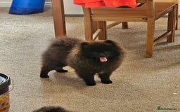Pomeranian dogs for sale: Pomeranian Boy Pup - Image 2