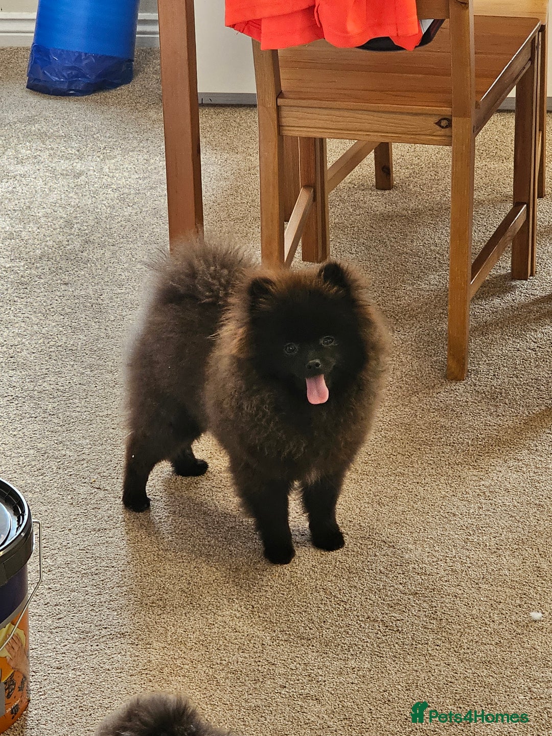 Pomeranian dogs for sale: Pomeranian Boy Pup - Image 2