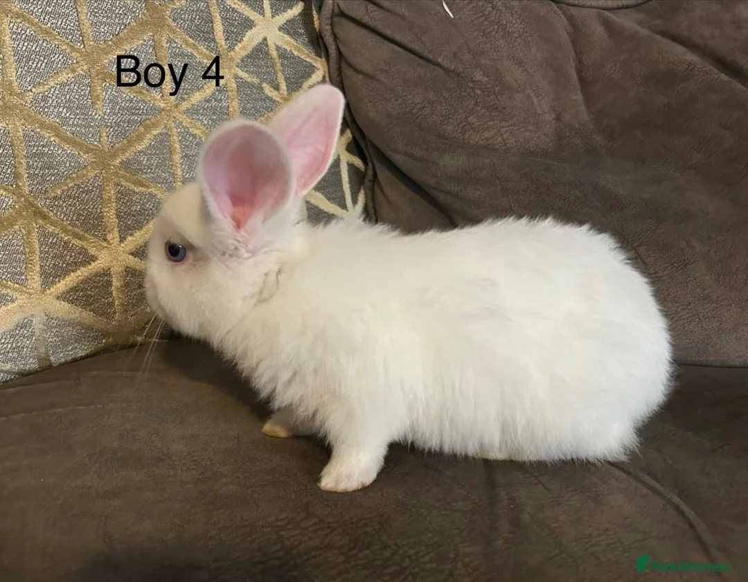 Mixed Breed rabbits for sale: Mixed breed baby rabbits - Advert 2