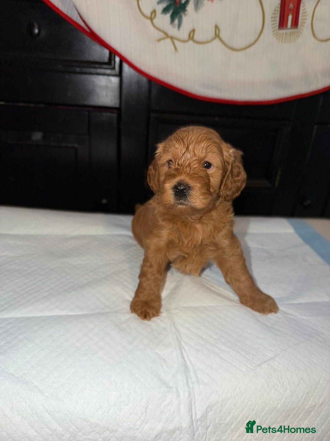 Cockapoo dogs for sale: F1b Cockapoo Puppies – Ready 16th January ✨ - Advert 6