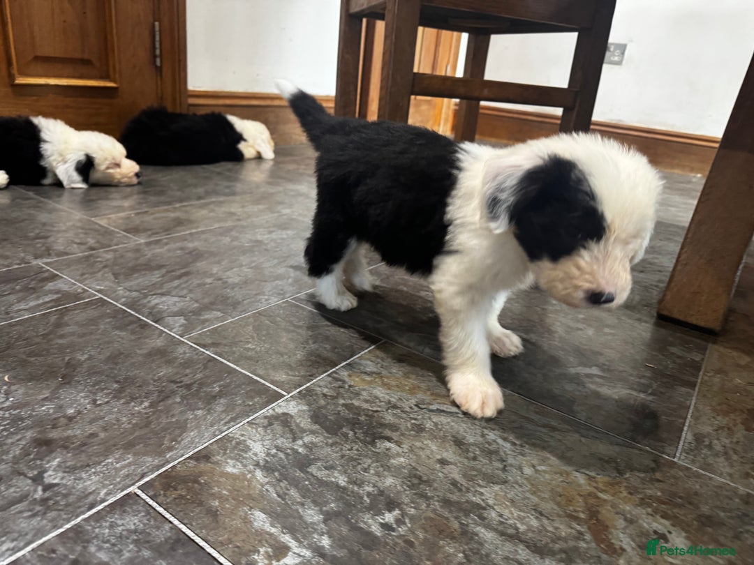 Old English Sheepdog dogs for sale: Extensively health tested KC registered OES  - Advert 8