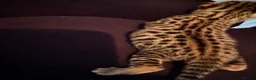 Savannah cats for sale: Absolutely striking Savannah kittens  2 left!!  - Advert 4