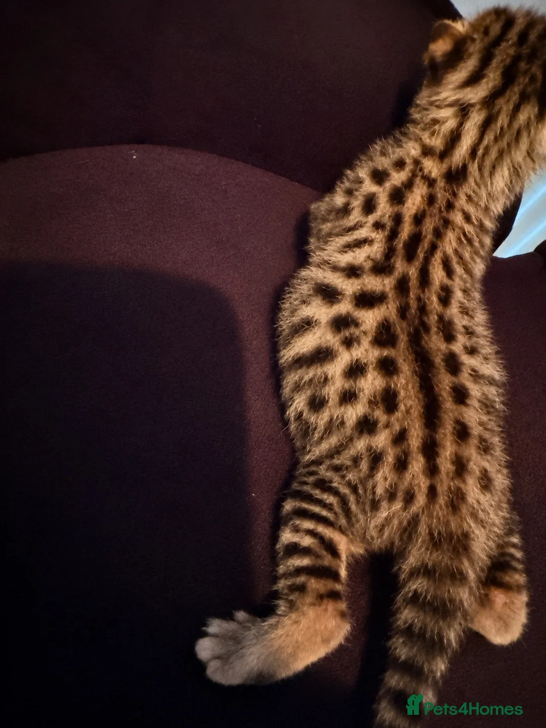 Savannah cats for sale: Absolutely striking Savannah kittens  1 left!!!!!  - Advert 2